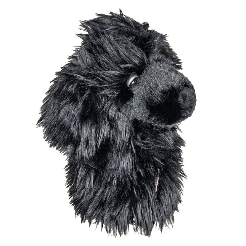 Black Poodle Hybrid Cover